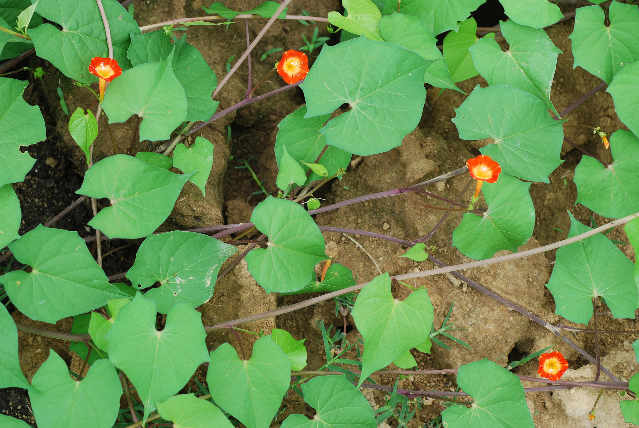 Ipomoea coccinea